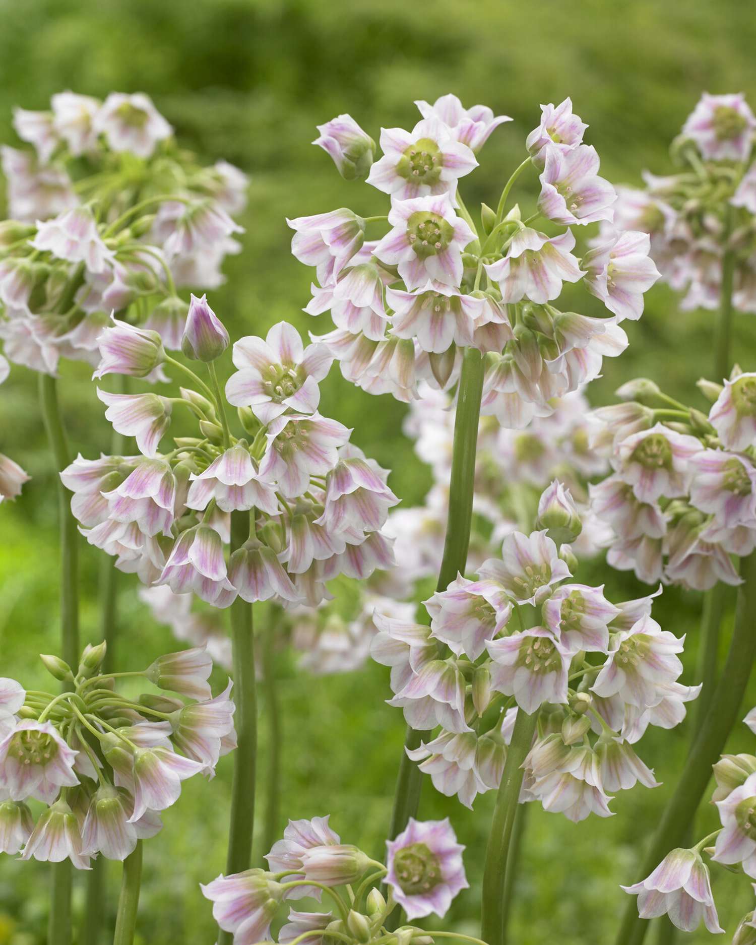 Allium 'Tripedale'